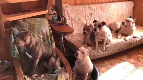 Verhelderende demonstratie dat pitbulls prima op te voeden zijn