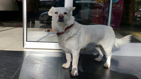 Nee jij huilt: hond wacht week lang op baasje voor ingang Turks ziekenhuis