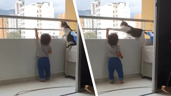 Waakkat zorgt ervoor dat koter niet van het balkon dondert