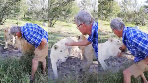 Leeuwin is het gesjans met haar vent zat en zet haar tanden in toerist