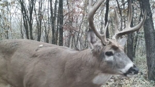 Emotioneel moment van Bambi op een wildcamera vastgelegd