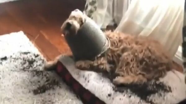 Ik ben onschuldig tot het tegendeel is bewezen