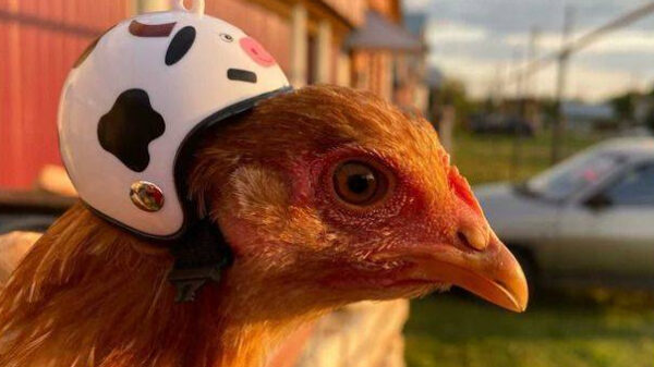 Als de review beter is dan het daadwerkelijke product