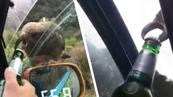 Even kennismaken met de Nieuw-Zeelandse flesopener