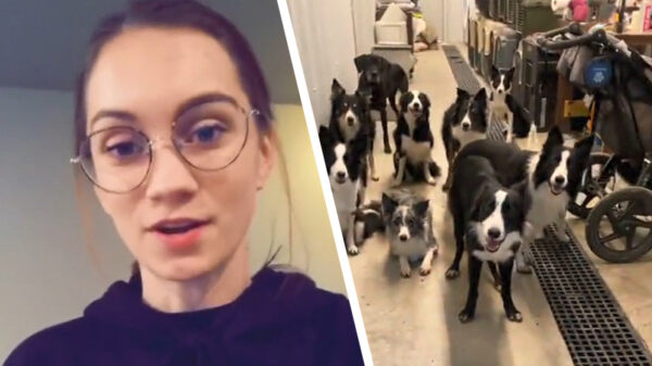 Hondentrainster demonstreert hoe goedgetrainde honden eruitzien