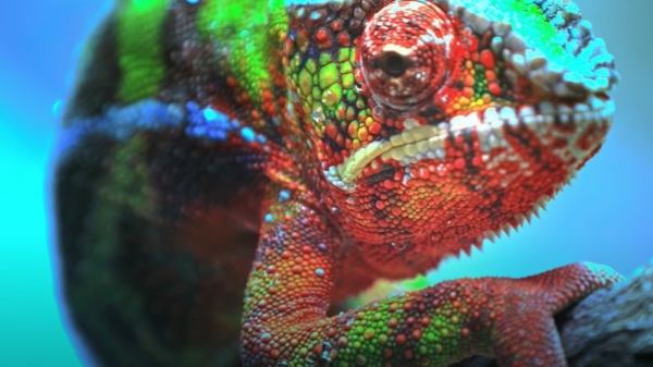 Genieten van een verzameling kleurrijke dieren in 8K Ultra HD-kwaliteit
