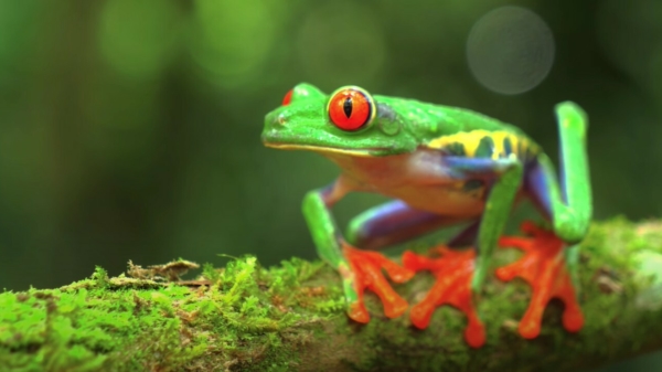 Genieten van een verzameling kleurrijke dieren in 8K Ultra HD-kwaliteit