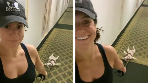 Afghaanse Sleephond is niet het meest ideale ras voor lange wandelingen