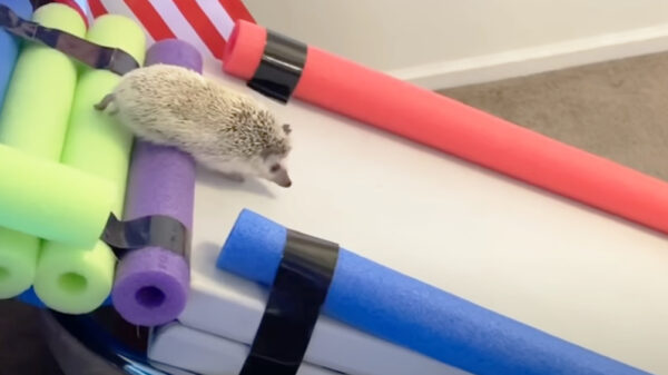 Welkom bij de nieuwste aflevering van American Hedgehog Warrior