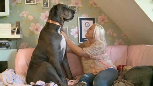 Over schattige 'hondjes' gesproken: grootste hond ter wereld Freddy is dood
