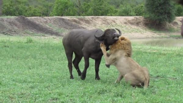 Leeuw geeft toeristen een flinke show tijdens safari