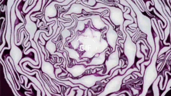 Een speciale gifdump voor iedereen die graag migraine wil