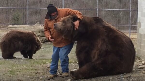 Oude doos: beer Jimbo wil nog even lekker knuffelen