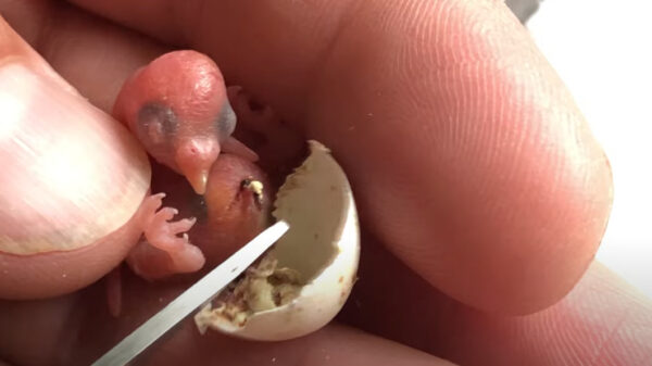 Heerlijke feelgood: man redt babyparkietje van de dood