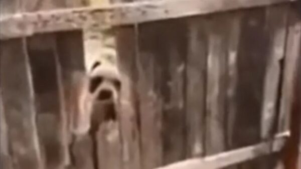 Lief hondje van de buren komt gedag zeggen