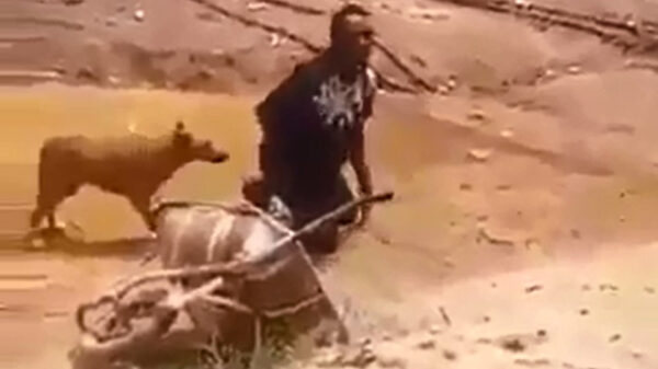 Werknemer van de maand heeft moeite om kruiwagen onder controle te krijgen