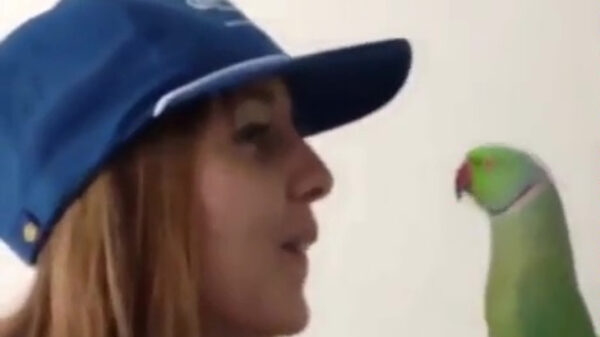 Twiet twiet, geef me eens een kusje