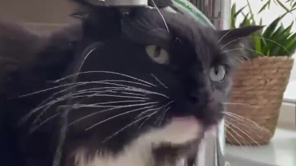 Kat.exe has stopped working