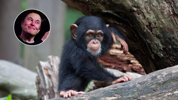 Wait wut? Elon Musk implanteert gamechips in hersenen van aapje