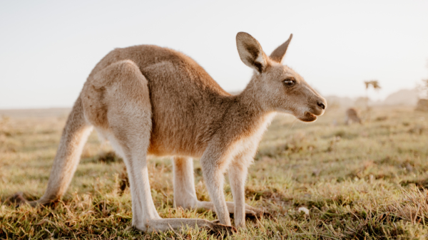 Deze kangoeroe heeft een verrassing bij zich