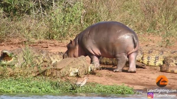 Blije baby-nijlpaard zit krokodillen en een buffel te stieren