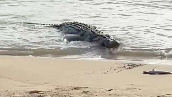 Australië, alwaar je net gevangen haai door een enorme krokodil wordt gejat