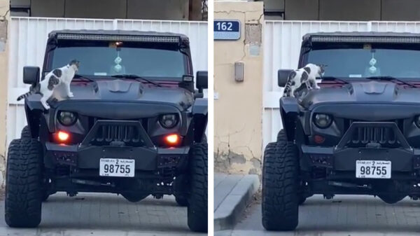 Poekie leert de toeter kennen