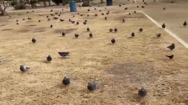 Vliegende ratten maken picknick onvergetelijk