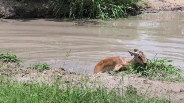 Impala weet aan krokodil te ontsnappen en leeft nog lang en gelukki... verdomme