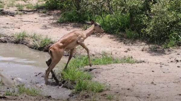 Impala weet aan krokodil te ontsnappen en leeft nog lang en gelukki... verdomme