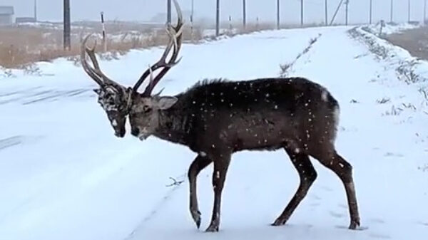 Hert draagt zijn laatste tegenstander als trofee op zijn hoofd