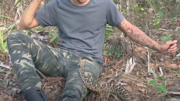 Het bewijs dat je absoluut niet met ratelslangen moet klooien