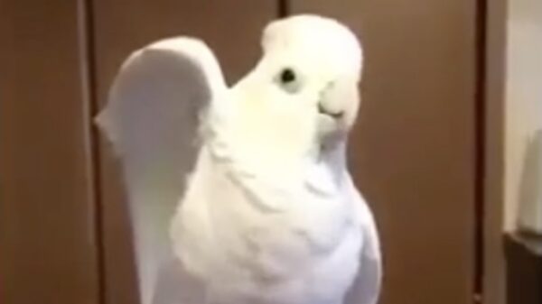 Wisten jullie dat oude vogel van Adolf nog steeds leeft?