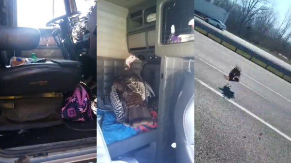 Inbrekende kalkoen kan zijn avontuur helaas niet navertellen