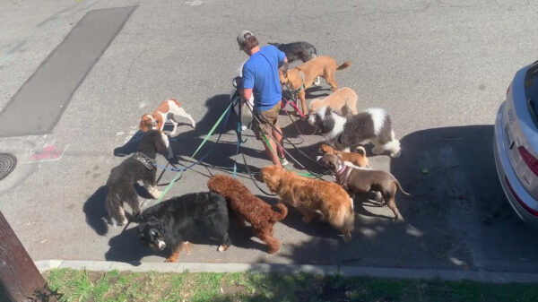 Deze man runt de allerslechtste hondenuitlaatservice aller tijden