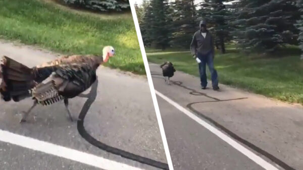 Kalkoen? Welke kalkoen?