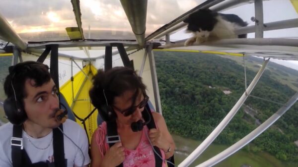 Oude doos: Felix heeft zin om een lekker stukje mee te vliegen