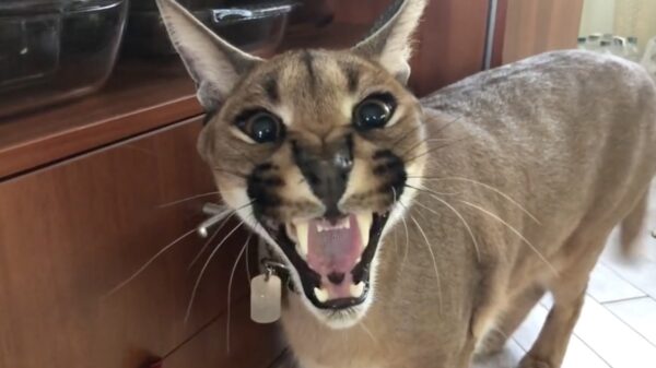 Alles is een huisdier: dit pittige katje heeft enigszins een ochtendhumeur