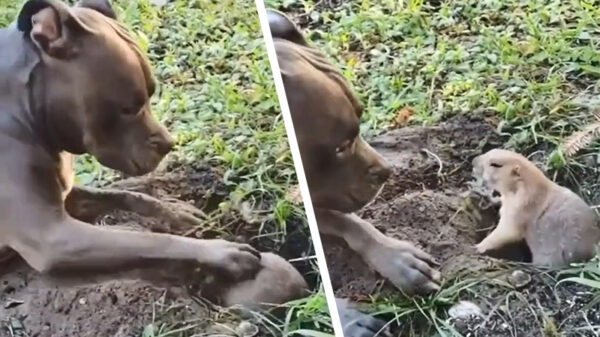 Chagrijnig knaagdier heeft geen zin om met Max te spelen