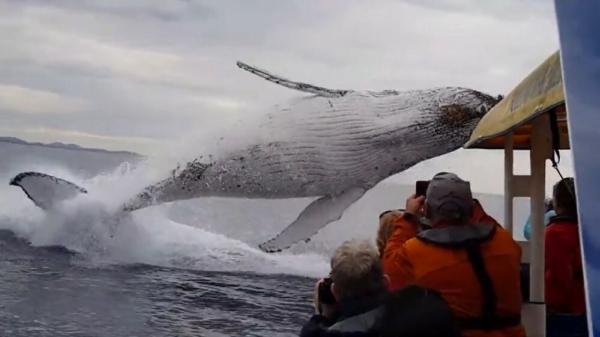 Walvis begroet toeristen met indrukwekkende pirouette