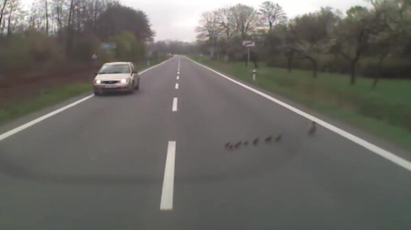 De wet geldt niet voor eendjes