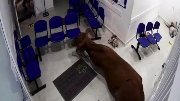 Colombiaanse stier dringt voor in de wachtkamer van de spoedeisende hulp