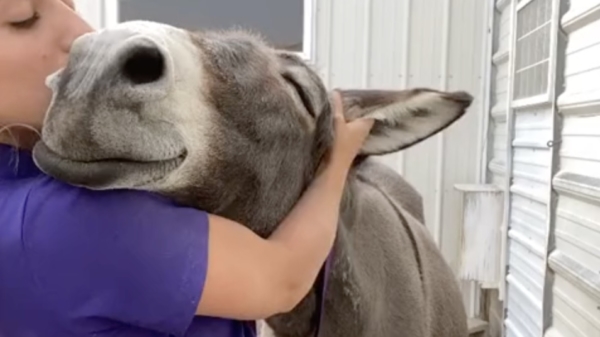 Dit is de gelukkigste ezel ter wereld