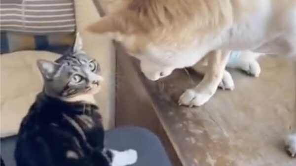 Ik ben onschuldig, het moest van hem!