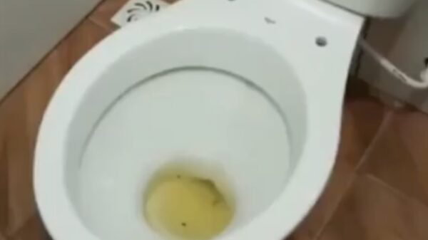 Verrassing tijdens het doorspoelen van de plee