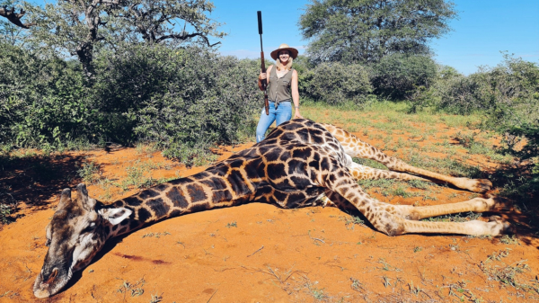 Vrouwelijke jager viert valentijnsdag met het doodschieten van een giraffe