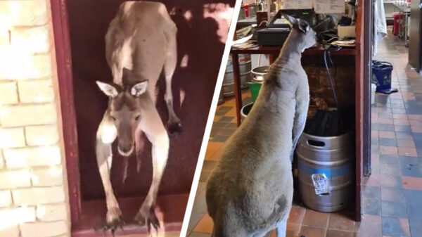 Skippy XXL wil ook gewoon een dagje achter de bar werken