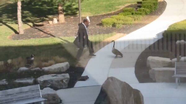 Oude doos: kantoorpik wordt aangevallen door lijpe gans