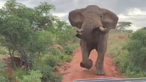 Hey Slurfmans, kappen gek!