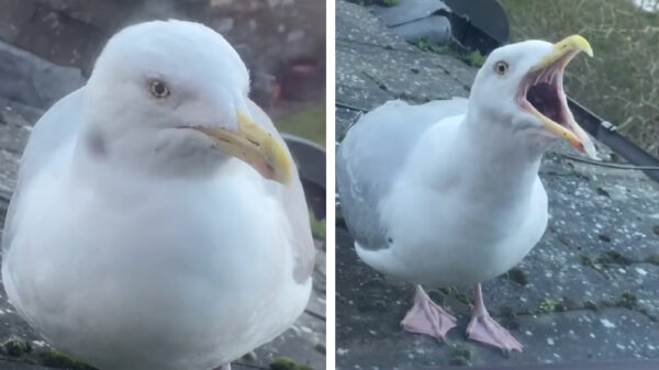 In de categorie 'alles is een huisdier': een bijdehante zeemeeuw